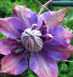 Garden photo.