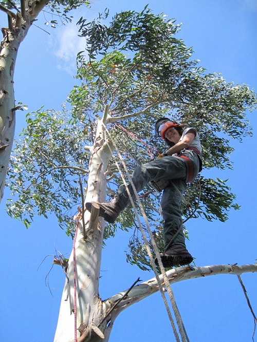 Lesley Baker up a tree.