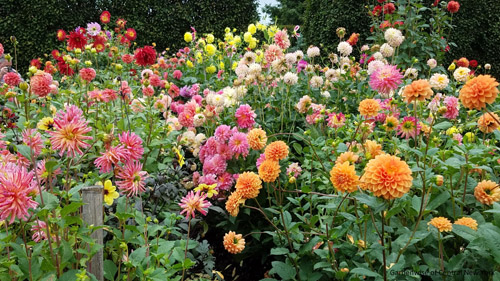 Dahlias in bloom.