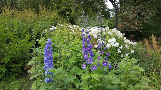 Harold Hiller Garden.