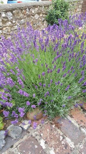 Hidcot Lavender.