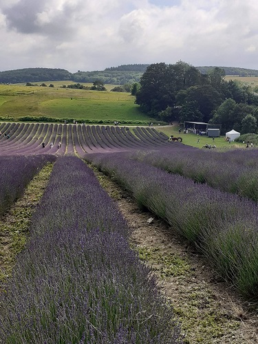 A field of lavender.