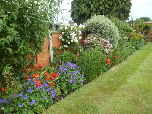 Long border in Flower.