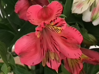 Alstroemeria photo.