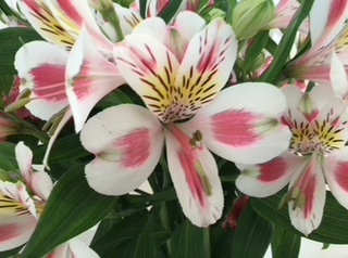 Alstroemeria photo.