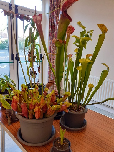 Carnivorous plants.