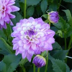 Photo of a pruple dahlia.