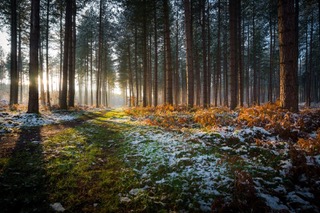 Forest in winter.