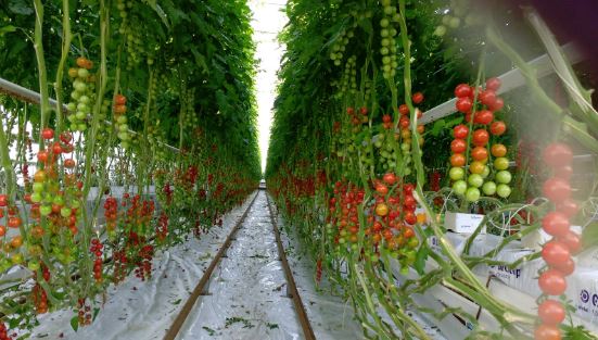 Eric Wall Tomatoes tomatoes.