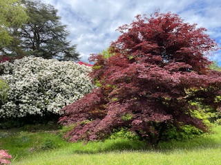 Photo from the garden showing a tree with white blossom in the background and a tree with red leaves in the foreground