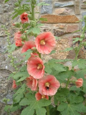 Flower.