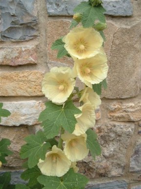Flower.